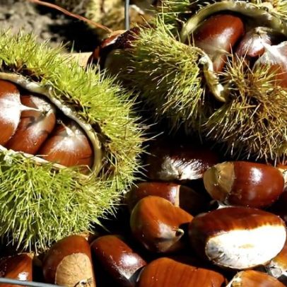 Feira da Castanha decorre em Oliveira de Frades de 17 a 19 de novembro de 2023