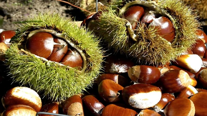 Feira da Castanha decorre em Oliveira de Frades de 17 a 19 de novembro de 2023
