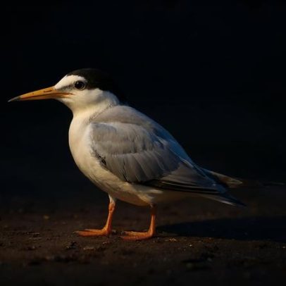 Projeto LIFE Ilhas Barreira restaura hábitats e aves na Ria Formosa