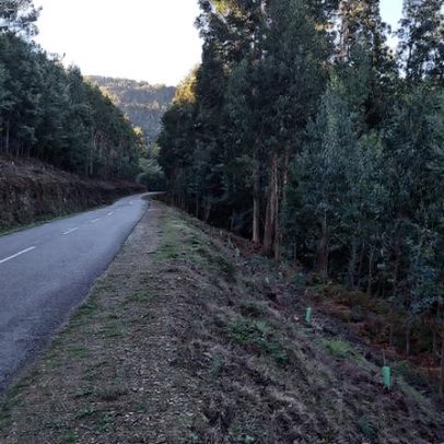 Góis conclui projeto de controlo de espécies invasoras na Serra da Lousã