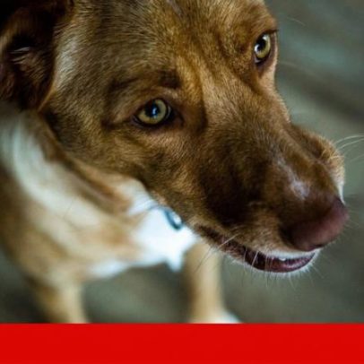 ADN antigo revela que cães acompanharam migrações humanas