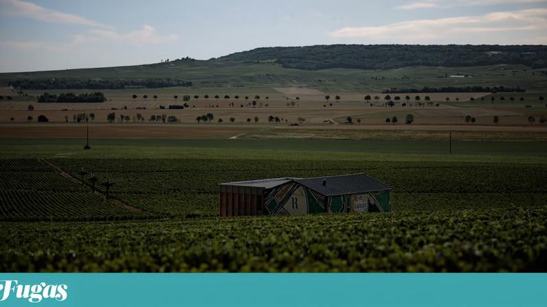 Ruinart apresenta Singulier, o novo cuvée, como história de adaptação