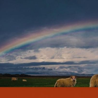 Michael resgata carneiros e vende lã para apoiar associações LGBT+