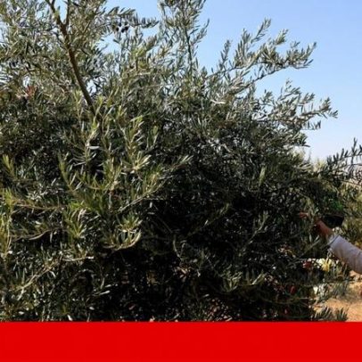 Colonos israelitas atacam durante colheita de azeitonas na Cisjordânia