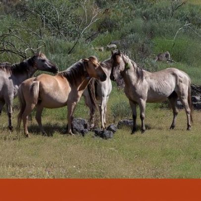 Provedora dos Animais dos Açores propõe banir o uso de animais de trabalho