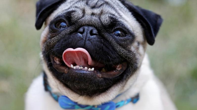 Homem baleado nos EUA, cão é o principal suspeito