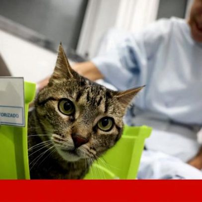 Animais visitam donos internados, família no hospital