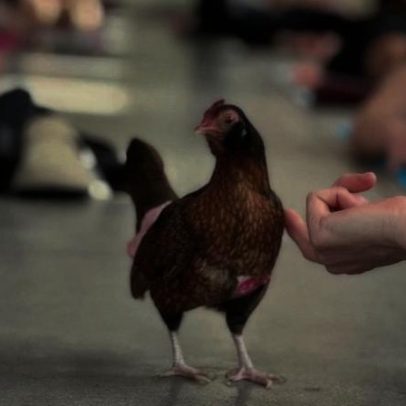 Galinhas participam em aulas de ioga e usam fralda