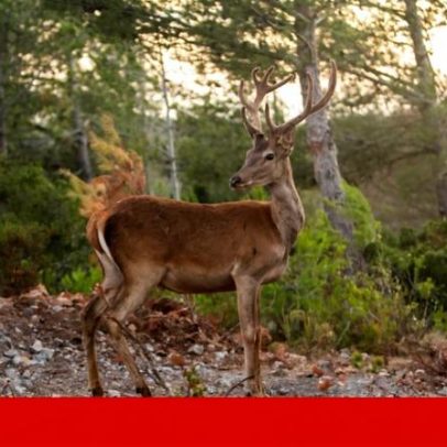 Cascais quer devolver a paisagem do parque natural ao passado