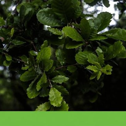Quercus alerta para impactos ambientais graves do projecto fotovoltaico Sophia