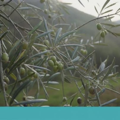 Sabores do lagar: da azeitona ao prato