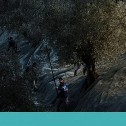 Azeite novo após as vindimas: como provar na Quinta de Ventozelo