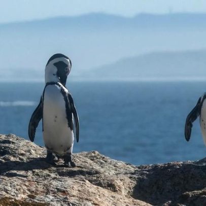 Pinguins em risco de extinção competem por alimento com navios de pesca