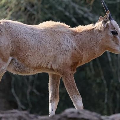 No Natal no Alentejo nasce Rudolfo no Badoca