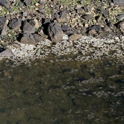 APA silencia sobre qualidade da água onde morreram milhares de peixes