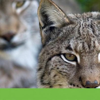 Estratégia da Biodiversidade requer instrumentos financeiros estáveis, diz ICNF