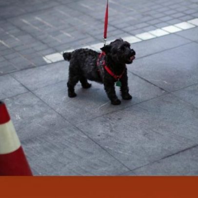 Três cães morrem electrocutados em espaços públicos de Lisboa e Odivelas