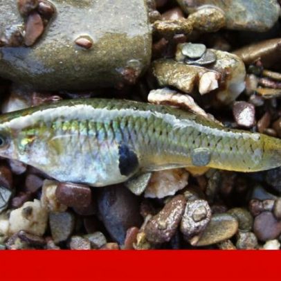 Gambúsia chega à Madeira, peixe exótico invasor