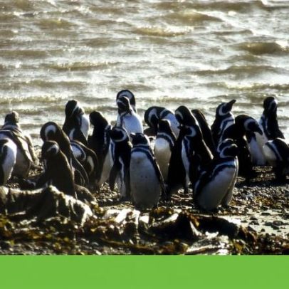 Chile classifica o pinguim-de-Humboldt como espécie em perigo de extinção