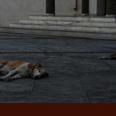 Ordem contesta alargar captura, esterilização e devolução de cães