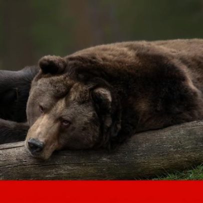Ataque de urso fere 11 alunos e professores no Canadá