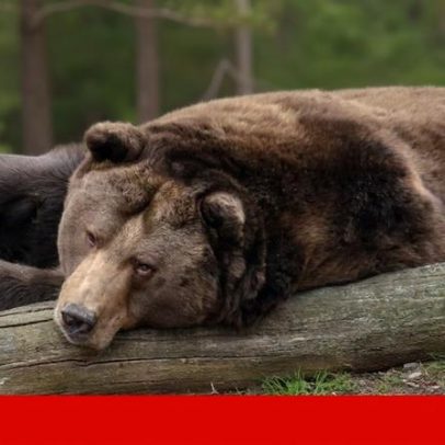 Ataque de urso fere 11 estudantes e docentes no Canadá