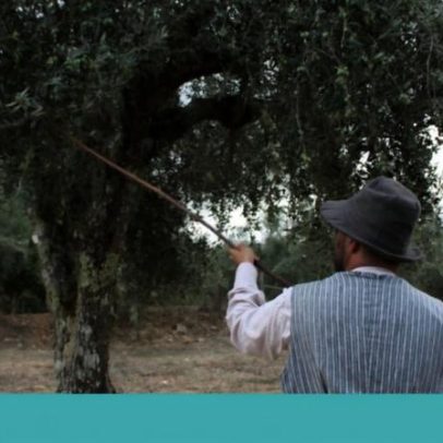Em Mouriscas, apadrinhamento de oliveiras ajuda a manter o olival vivo