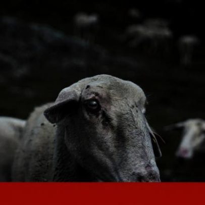 Língua azul dizima ovinos e preocupa dermatose nodular em bovinos