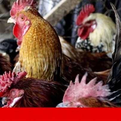 EUA registam primeira morte humana por H5N5 da gripe das aves
