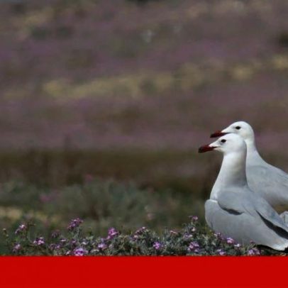 Ninhos de gaivota-de-audouin sobem três vezes nas ilhas-barreira do Algarve