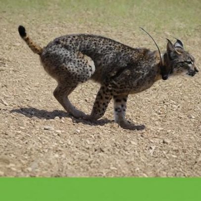 Lince-ibérico continua ameaçado apesar de crescimento espectacular