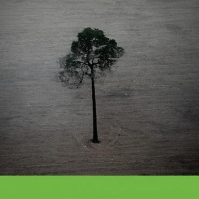UE pode adiar lei de desflorestação após COP30