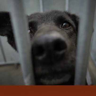 UE avança com novas regras para proteger cães e gatos