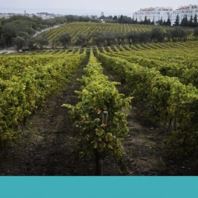 Vinhos de Inverno 2025: futuro do setor, duelo na tasca e Natal