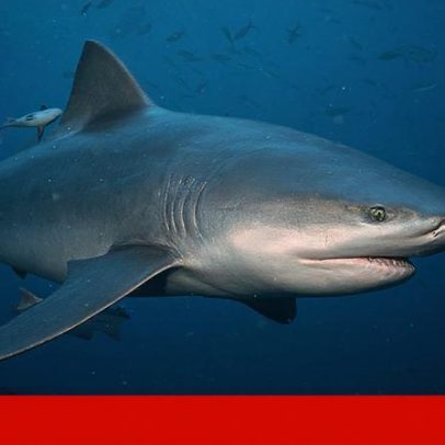 Turista suíça morre após ataque de tubarão na Austrália