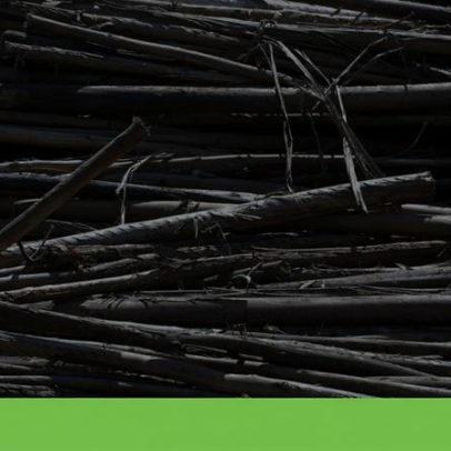 Estratégia da bioeconomia da UE não resolve a crise de recursos