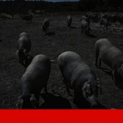 Espanha recorre aos militares para conter peste suína africana