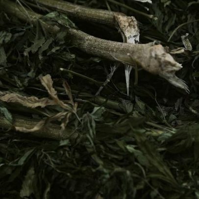 Investigação internacional detém traficante ligado a organização criminosa em Santarém