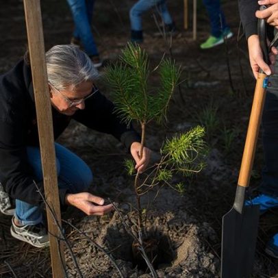 Seixal reúne 122 voluntários para reflorestar área ardida na Floresta Autóctone