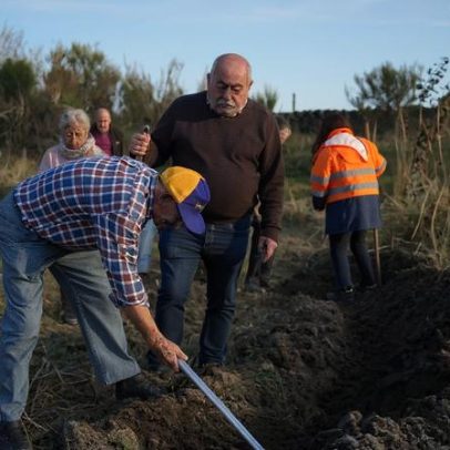 Projeto Ativar+Mente planta medronheiros em Casas do Soeiro, Celorico da Beira