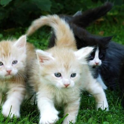 Como oferecer petiscos a um gato para ele ronronar