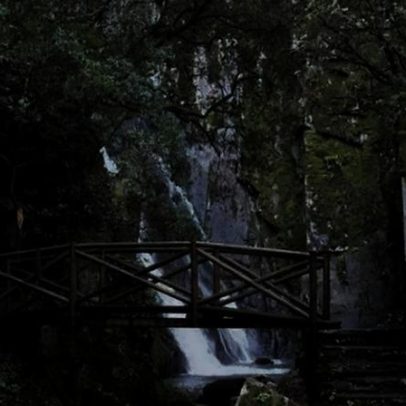 Mata da Margaraça, tesouro da floresta autóctone portuguesa