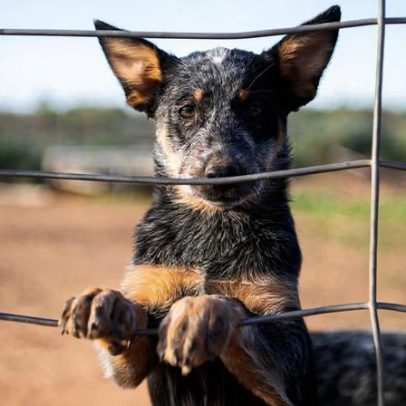 Norte-americano baleado; o cão é o principal suspeito