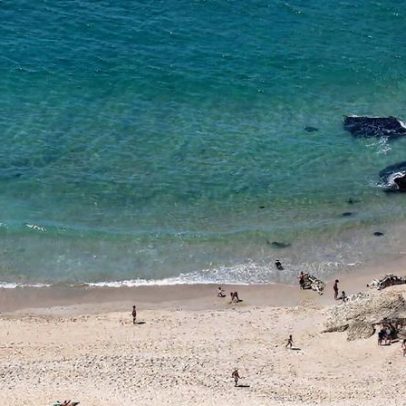 Nazaré acolhe lançamento da quinta regenerativa de algas