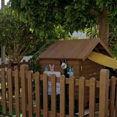 Almada garante relocação saudável da Casa dos Gatos na Cova da Piedade