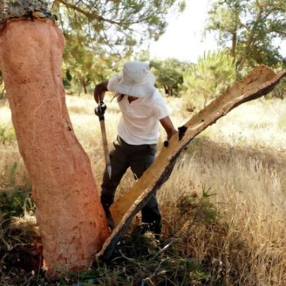 Produção de cortiça em Portugal e Espanha deve cair 15% este ano