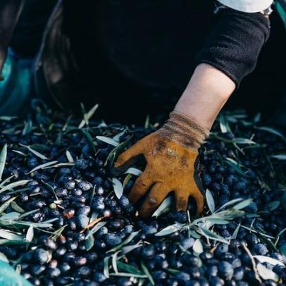 Bobadela acolhe ação em comemoração do Dia Mundial da Oliveira