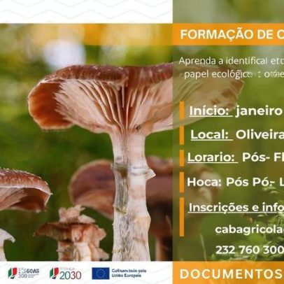 Oliveira de Frades realiza formação sobre produção de cogumelos
