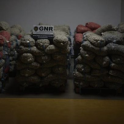 GNR apreende dez toneladas de berbigão imaturo em Estarreja
