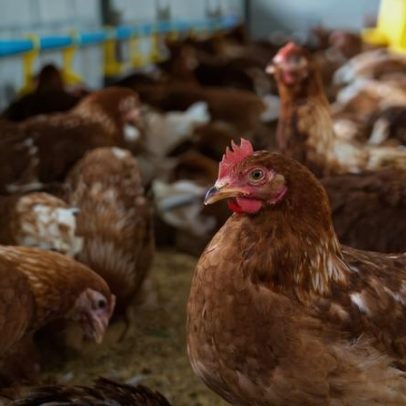 Confinamento de aves gripe aviária afeta Almeirim Chamusca Alpiarça e Coruche